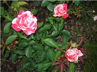 85534277-DSC05303.JPG