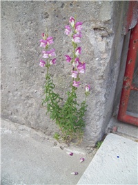 8593afec-101_2110.jpg