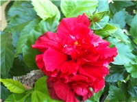 85d8cdbd-IMG_2752.JPG