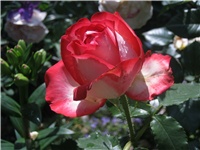 86b805a0-IMG_0772.jpg
