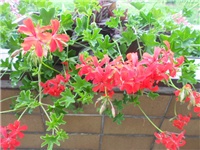872086d1-DSCN0927.JPG