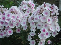 8728c244-Phlox.jpg