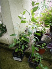 87a9171c-P1010008.JPG