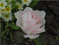 87aeccfd-sshot-2013-05-04-00-54-08.png