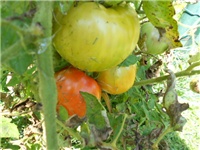 87b69474-DSCN1229.JPG