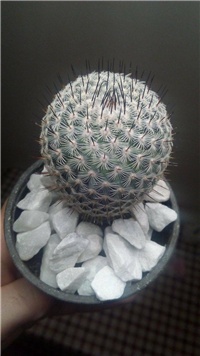 89817b10-kaktus.jpg