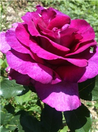 89977b92-IMG_2907.JPG