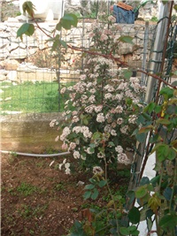 899838cb-020.JPG