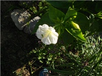 8a5b599e-DSCN0689.JPG