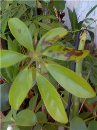 8ab9889d-Shefflera.jpg