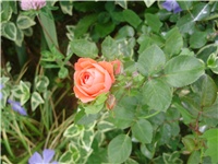 8ad230e3-P9270024.JPG