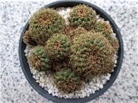8bb98768-005.JPG