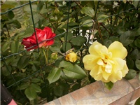 8c2454bc-P5060657.JPG