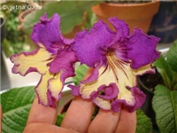 8c6f1efd-streptocarpus_849_1.jpg