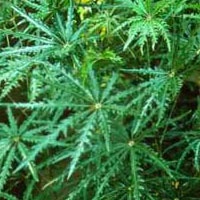 8cb3bc29-dizygotheca_elegantissima.jpg