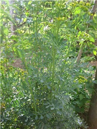 8cb98c18-IMG_3953.jpg