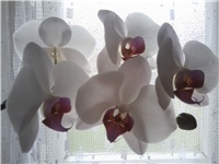 8d8d3e2c-Fotografija0175.jpg
