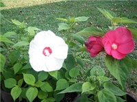 8dc74f62-P9210060.JPG