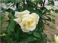 8dff34a4-20150524_135038.jpg