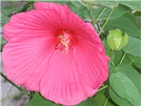8e000fc9-P7210015.JPG