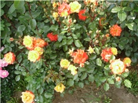 8ea05c90-PA020149.JPG