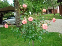 8fae8b99-DSC07126.JPG