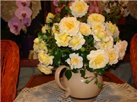 90dcf843-DSC07230.JPG