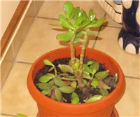 927b1817-sshot-2013-01-27-18-02-25.jpg
