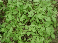 95201bec-DSCI0216.JPG