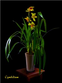 96968bbf-orchid2.jpg