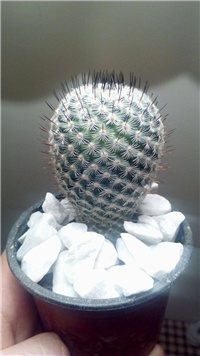 96a2dacf-kaktus1.jpg