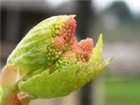 973a66a0-rhoicissus.jpg