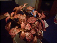 9832b037-DSC00075.jpg