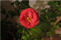 9846aac4-camellia.JPG
