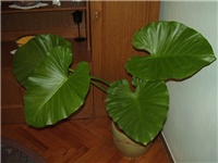 98b3dcea-P1130093.JPG