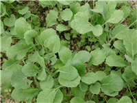 98ec5db6-DSCI0214.JPG