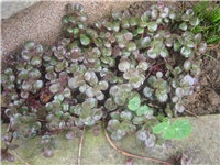 9965742d-Sedumi.jpg
