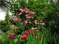 9a902d00-IMG_4277.jpg
