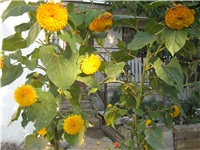 9b750802-IMG_0001.JPG