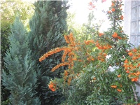 9b7c9812-IMG_0005.JPG