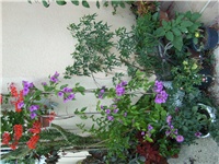 9b7ec4ad-SL732249.JPG