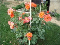 9bb63da7-P5294432.JPG