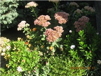 9bd6b158-001.JPG