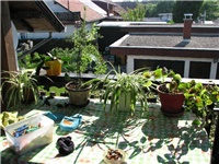 9c88d9cd-pokucarci_001.jpg
