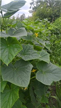 9ca80dde-WP_20180707_13_10_12_Pro.jpg