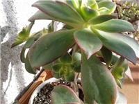 9ccf18dd-aeonium.kiwi.jpg