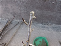 9ce25ca6-DSCI0022.JPG