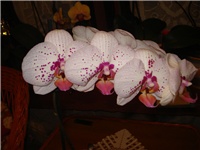 9ea07a93-DSC09265.JPG