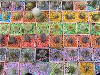 9eceffa6-P3207843.JPG