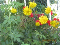 9f334b4d-039.JPG